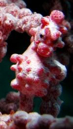 My first Pygmy..... by Bernard Maglana 